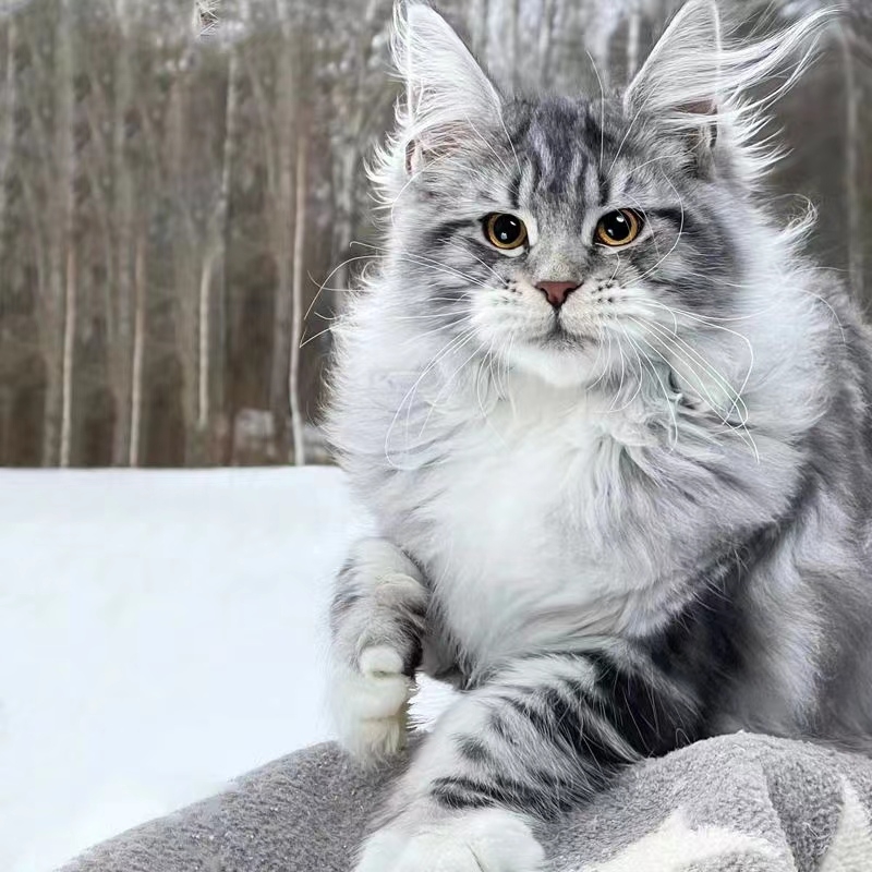 猫舍直销,批发价出售,缅因猫